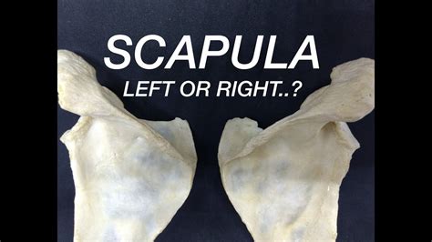 scapula side determination anatomical position youtube