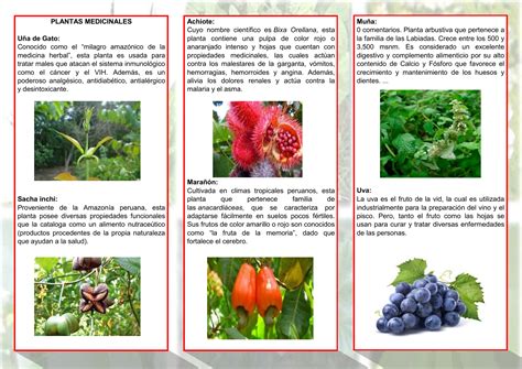 plantas medicinales  sus nombres    sirven  images