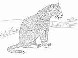 Colorear Supercoloring Malvorlagen Giaguaro Disegno Panther Jaguares Schwarzer Stampare Jaguars Bello sketch template
