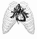 Focos Cardiacos Ribs Clipart Organ Manusia Hitam Jantung Localizacion Ubicacion Pencernaan Hewan Liver Hepatitis Colouring Pngfind Putih Rebanas Tren Iga sketch template