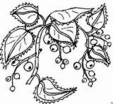Beeren Zweige Jahreszeiten Malvorlage Ausmalbilder Weitere sketch template