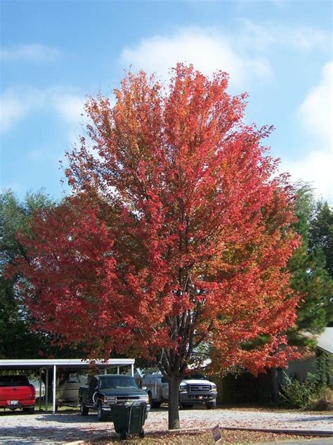 Vinita Ok Beautiful Trees In The Fall Season Photo Picture Image