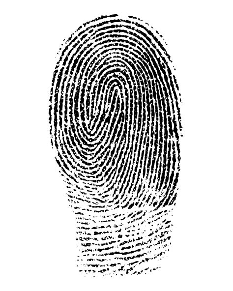 fingerprint clipart  stock photo public domain pictures
