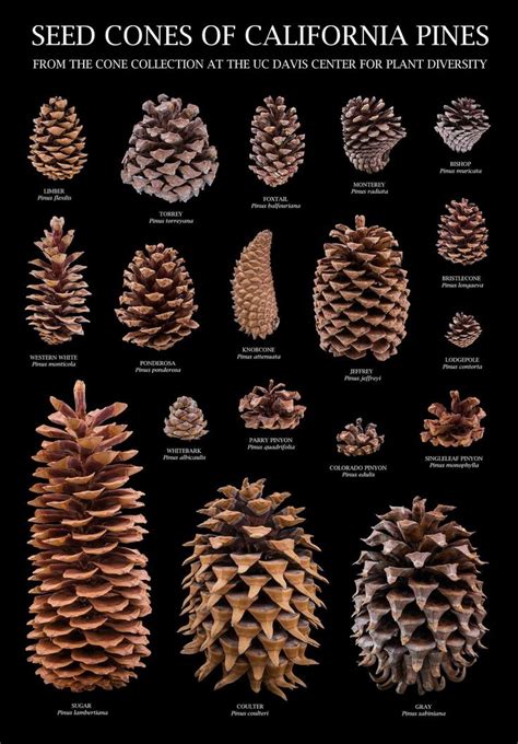 cedar cones  northern california google search pine cone art