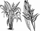 Heliconia Coloring Clipart Bicolor Habit Separate Inflorescence Flower Etc 73kb 800px 1024 Small Bi Usf Edu sketch template