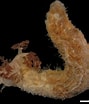 Afbeeldingsresultaten voor "havelockia Versicolor". Grootte: 89 x 104. Bron: www.researchgate.net