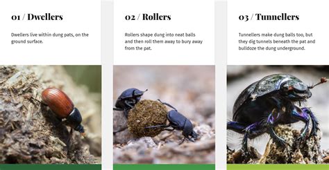 dung beetle categories symbiosis agriculture