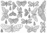 Butterflies Farfalla sketch template