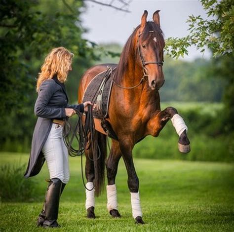 international horse trainer hosts advanced clinics  equestrians njcom