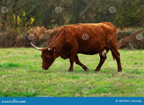 brown cattle stock images image