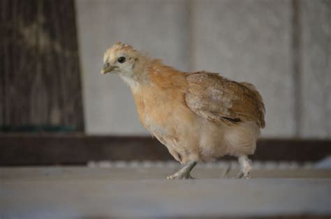 silkie cross thread pics page 19 backyard chickens