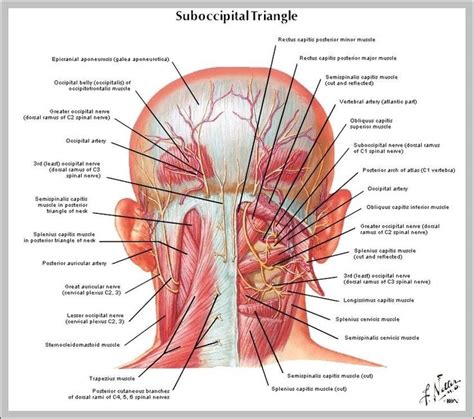 Head And Neck Trigger Points Anatomy Massage Therapy Muscle Anatomy
