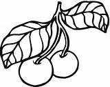 Cerezas Ciliegie Pflaume Cherries Ausmalbild Cherry Fruit Ciruelas Kolorowanka Cereza Frutta Prugne Kirsche sketch template