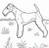 Terrier Fox Coloring Pages Printable Dog Dogs Color 1406 55kb sketch template