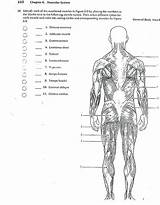 System Muscular sketch template