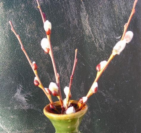 french pink pussy willow rooted cutting already rooted and