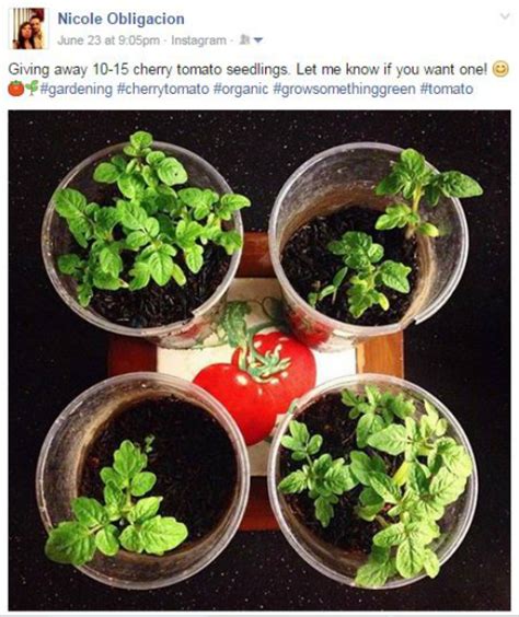 grow cherry tomatoes  home encouraging treats