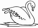 Cigno Schwan Cigni Vogel Cisne Dibujo Malvorlagen Ausmalbilder Stampare Acqua Bestcoloringpagesforkids Swans Ausdrucken Coloriage Brutto Anatroccolo sketch template