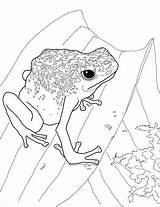 Frog Coloring Dart Poison Coqui Blue Drawing Pages Supercoloring Getdrawings Drawings sketch template
