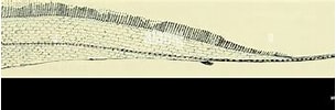 Afbeeldingsresultaten voor "radiicephalus Elongatus". Grootte: 305 x 82. Bron: www.alamy.com