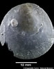 Afbeeldingsresultaten voor "pododesmus Squama". Grootte: 79 x 100. Bron: naturalhistory.museumwales.ac.uk