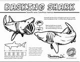Shark Coloring Basking Facts Sharks Education Sheets Activities Jawsome Learn Colouring sketch template