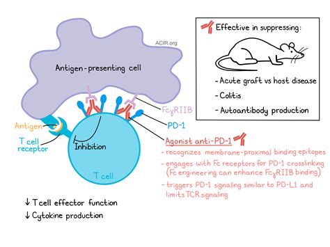 agonistic anti pd  antibodies turn   immunosuppressive activity