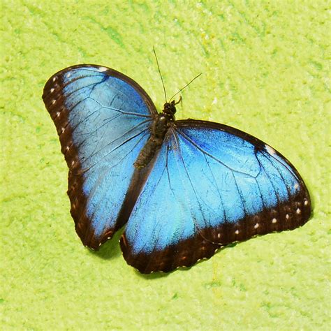 blue morpho butterfly rainforest animals