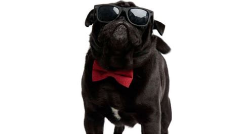 cool pug names  youll absolutely love