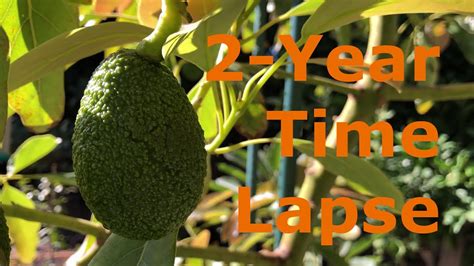 2 Year Time Lapse Of Avocado Trees Growing And Fruiting Youtube