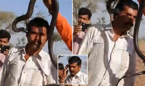 tourist in india posing with a cobra gets bitten and dies daily mail online