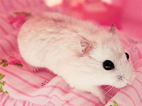 cute hamster wallpapers wallpapersafari