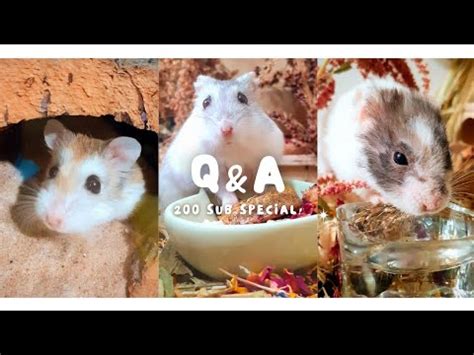hamster qa  subscriber special youtube