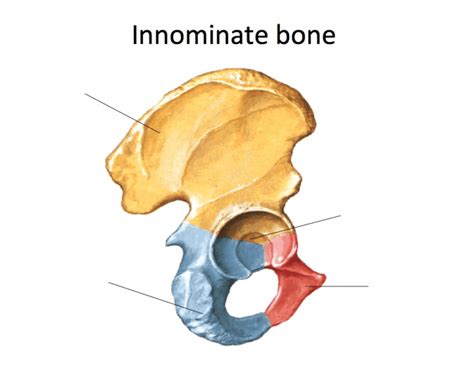 Innominate Anatomy