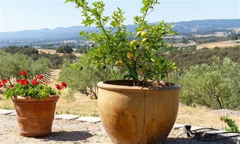 grow fruit trees  pots complete gardering