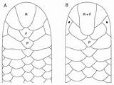 Scales Snake Drawing Molecular Phylogeny Taxonomy Species Head Getdrawings America Dorsal sketch template