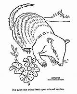 Coloring Pages Aardvark Ant Wild Eater Sheet Kids Honkingdonkey Activity Animal Choose Board Animals sketch template