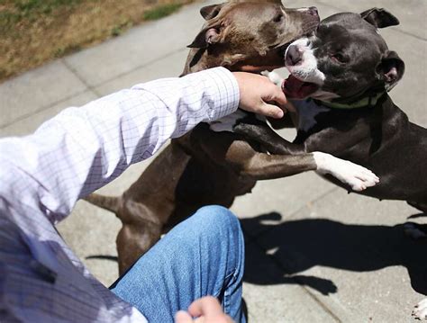 often no warning signs in pit bull attacks sfgate