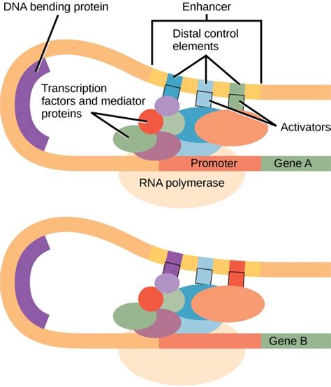 Biology Genetics Gene Expression Eukaryotic Transcription Gene