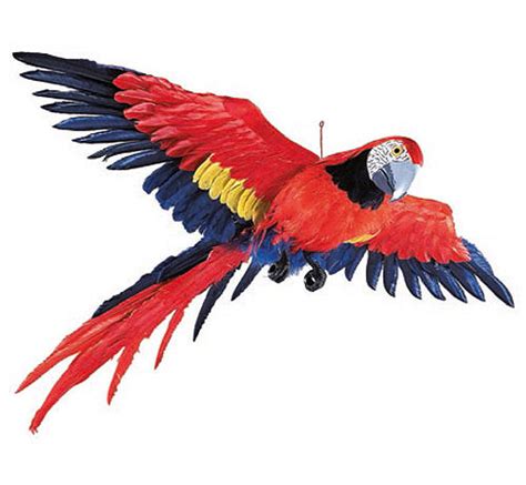 parrot  flight   cm parrots