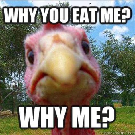 funny turkey memes for thanksgiving 2020 digital mom blog
