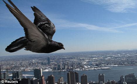 pigeons  influence  design  surveillance drones daily mail