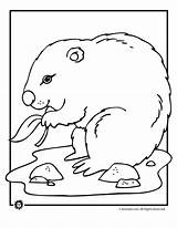 Groundhog Coloring Pages Kids sketch template