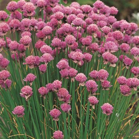 chives  plants organic harrod horticultural