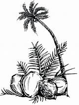 Coconut Tree Palm Coloring Pages Drawing Beach Oil Printable Fruits Az Kids Clipartbest Getdrawings Comments Coloringhome Related sketch template