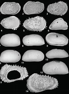 Afbeeldingsresultaten voor "acanthocythereis Dunelmensis". Grootte: 136 x 185. Bron: publications.iodp.org