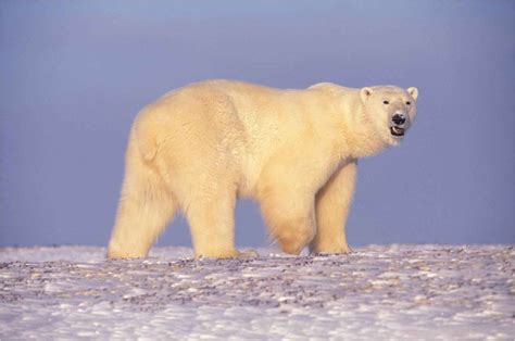 filepolar bear  arctic alaskajpg wikimedia commons