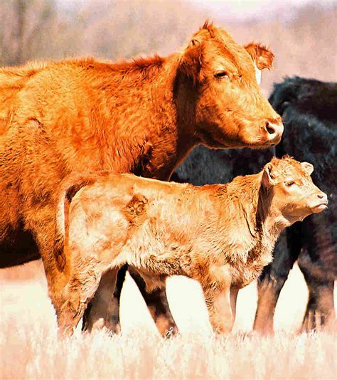 cattle breeds homestead   range