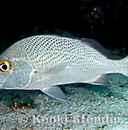 Afbeeldingsresultaten voor "haemulon Parra". Grootte: 183 x 141. Bron: www.marinelifephotography.com