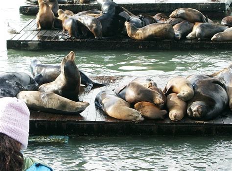 san francisco ca seals at pier 39 san francisco ca photo picture